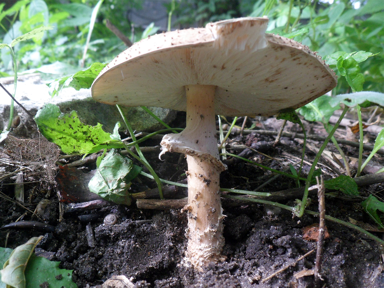 Echinoderma asperum