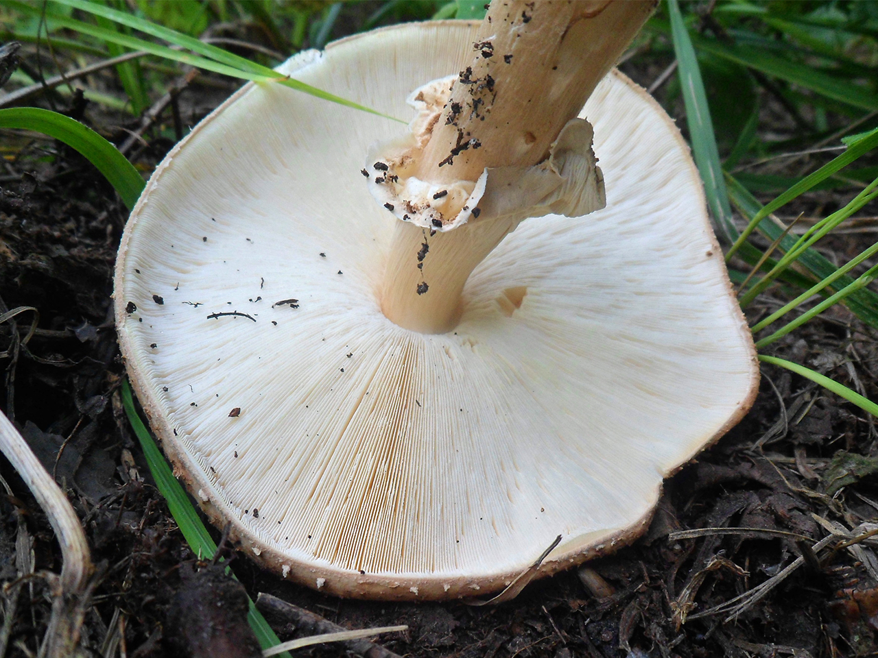 Echinoderma asperum