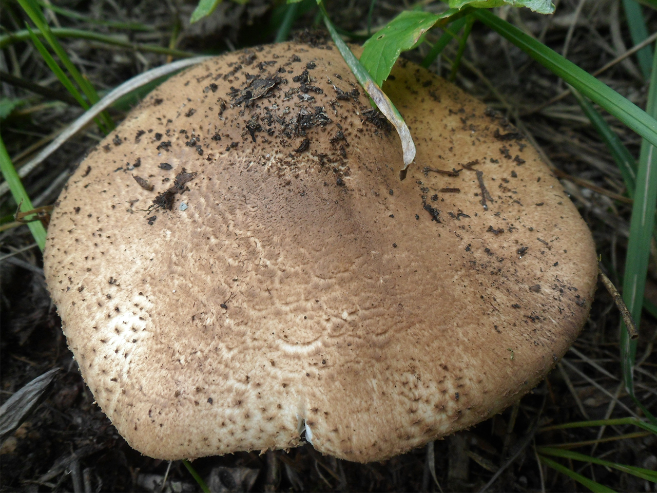 Echinoderma asperum