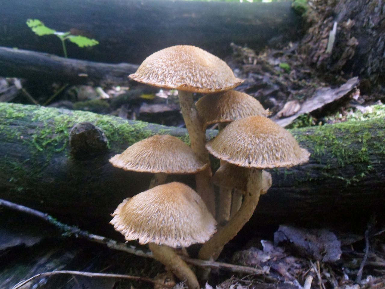 Lacrymaria