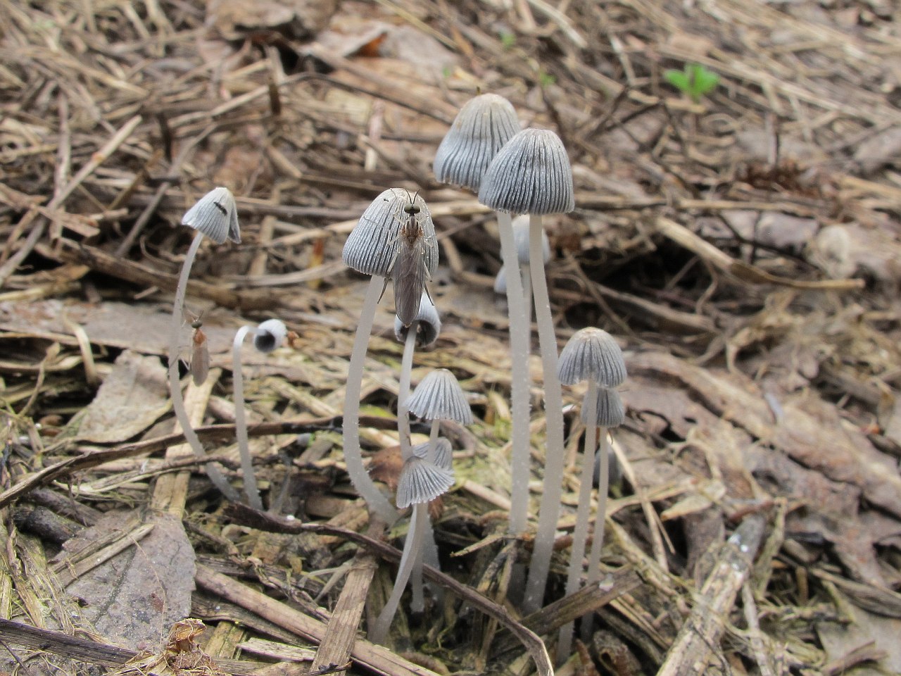 Coprinopsis cinerea