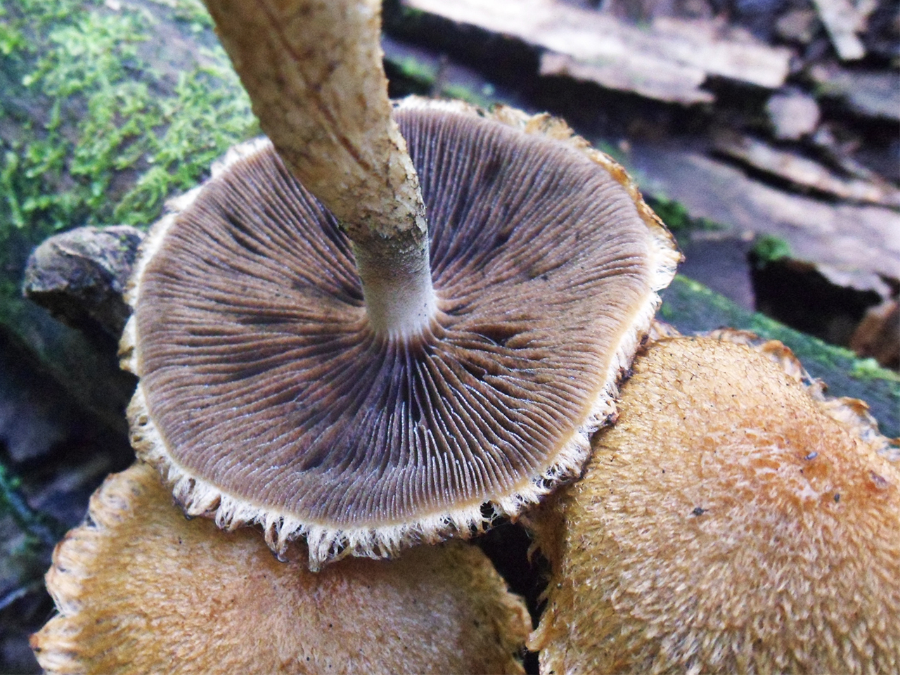 Lacrymaria pyrotricha
