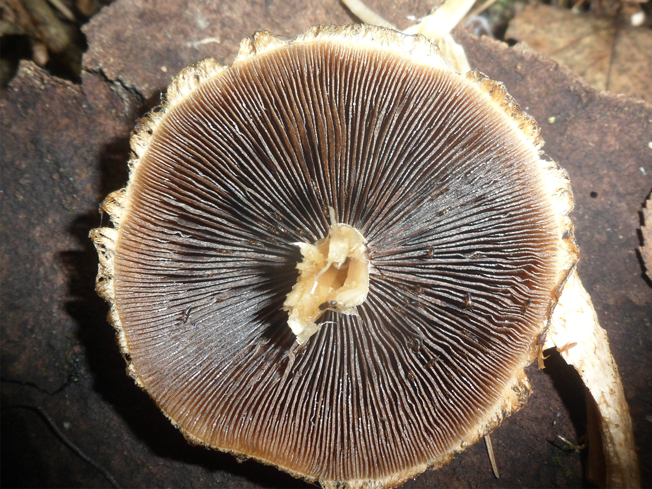 Lacrymaria pyrotricha