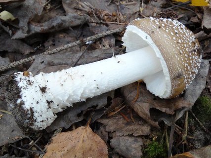Amanita pantherina