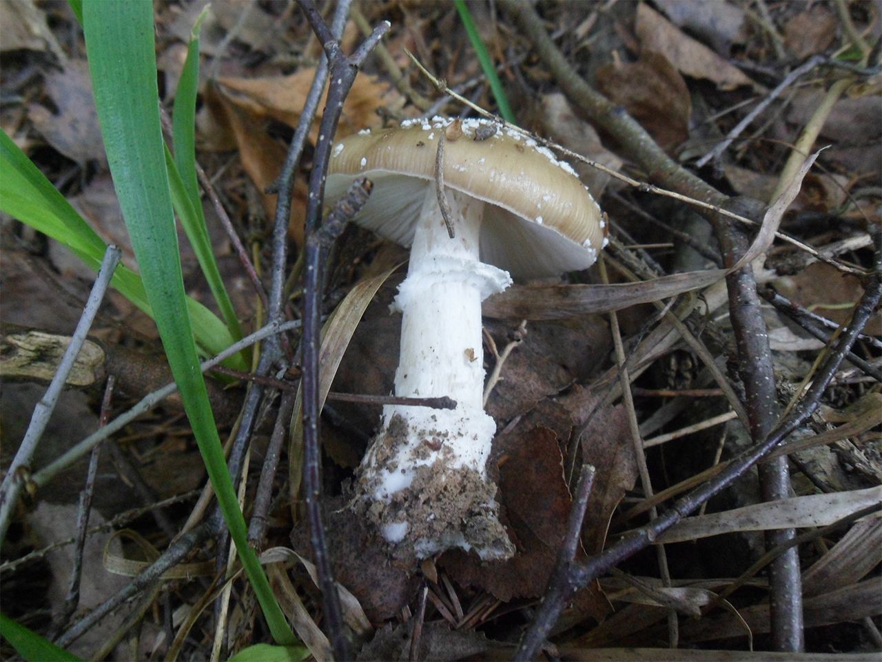 Amanita pantherina