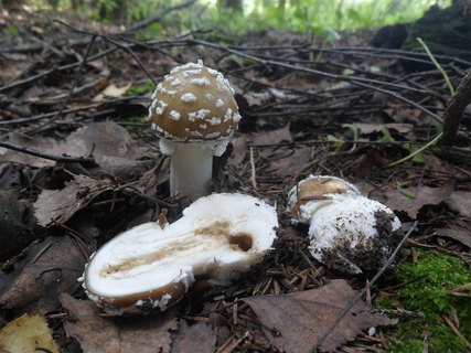 Amanita pantherina