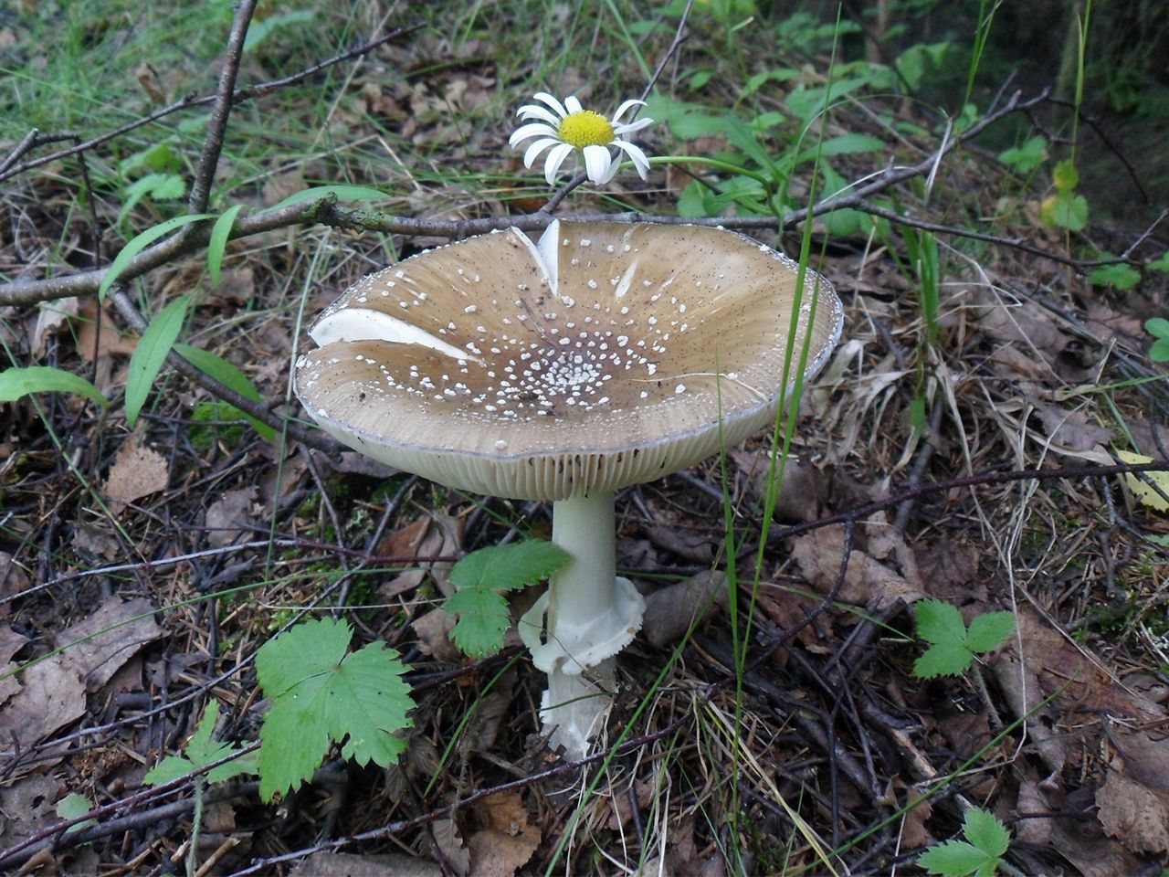 Amanita pantherina