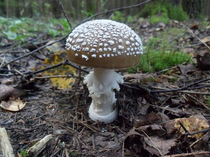 Amanita pantherina