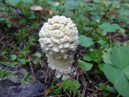 Amanita pantherina