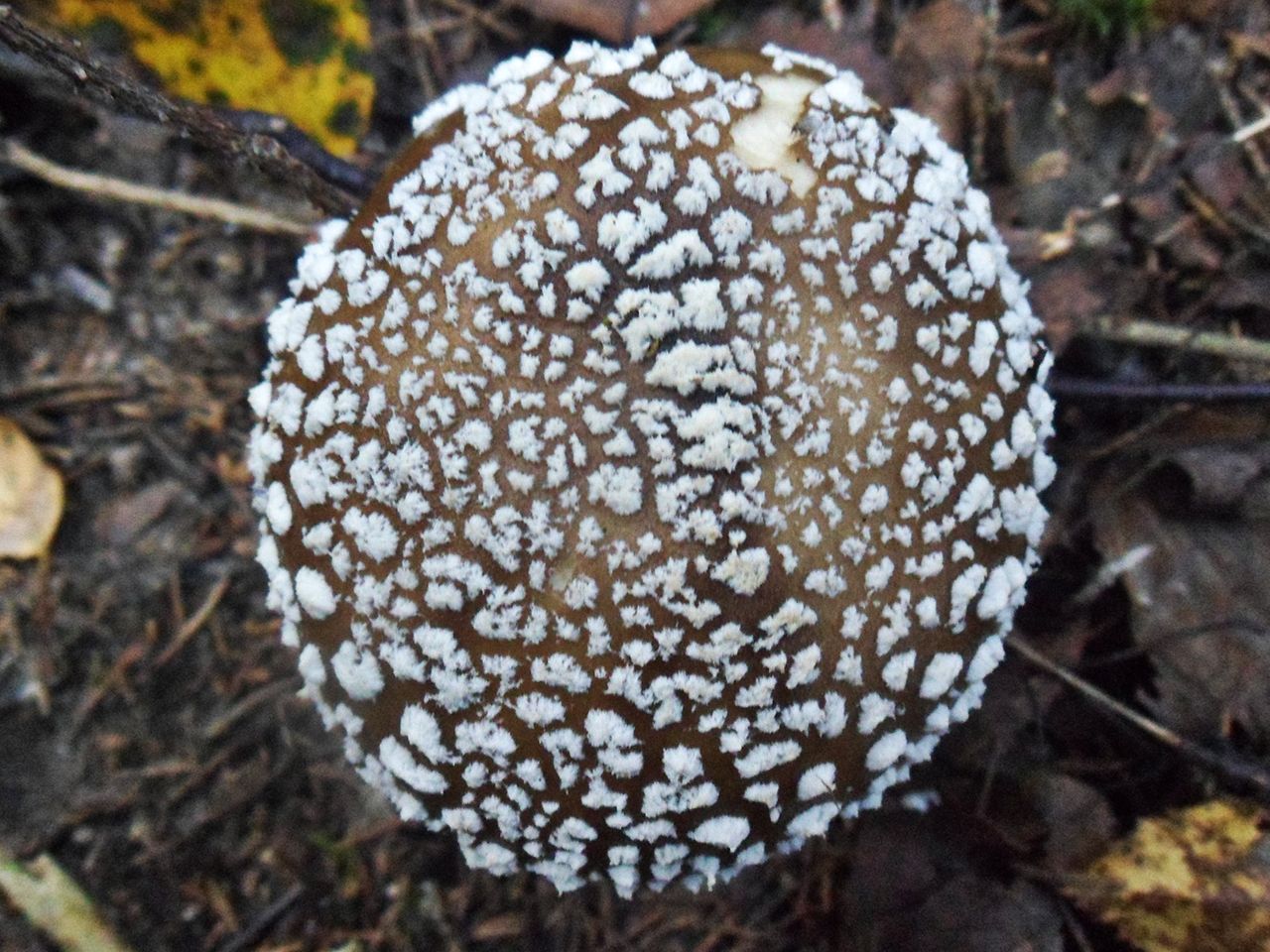 Amanita pantherina