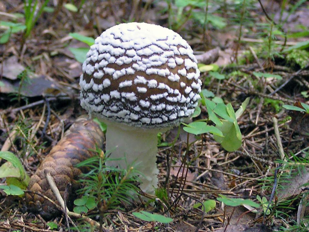 Amanita pantherina
