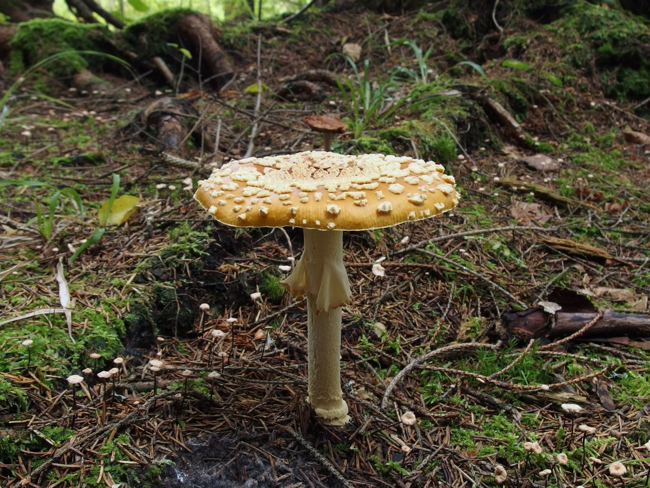 Amanita regalis