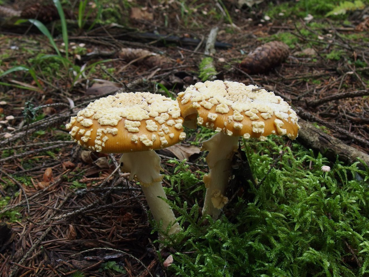 Amanita regalis