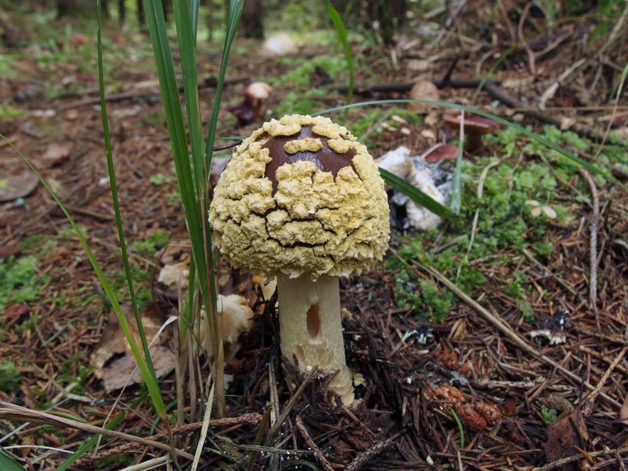 Amanita regalis