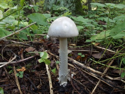 Amanita vaginata