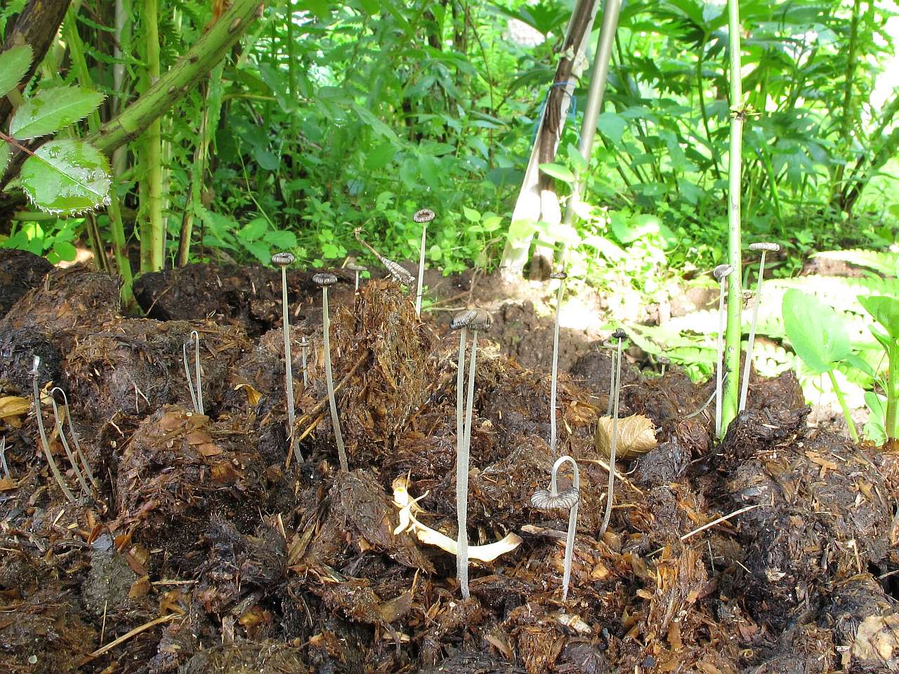 Coprinopsis stercorea