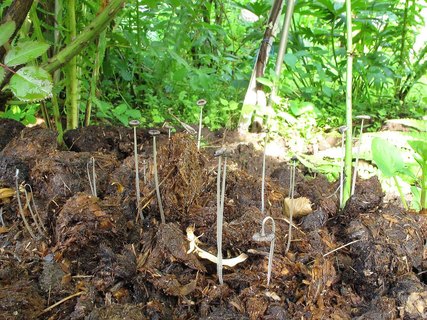 Coprinopsis stercorea