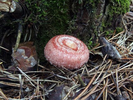 Lactarius torminosus