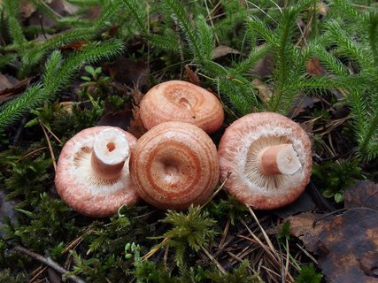 Lactarius torminosus