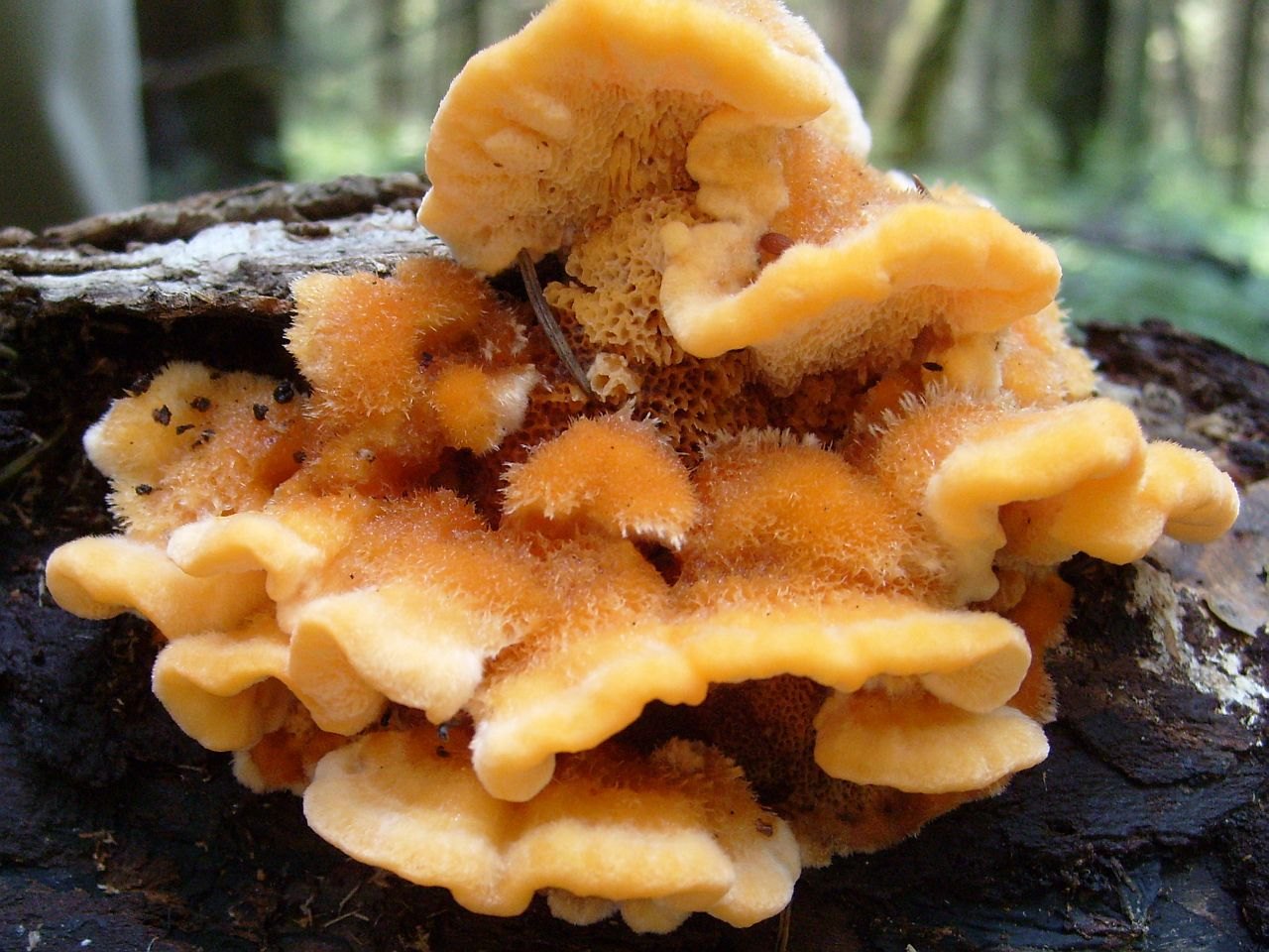 Pycnoporellus