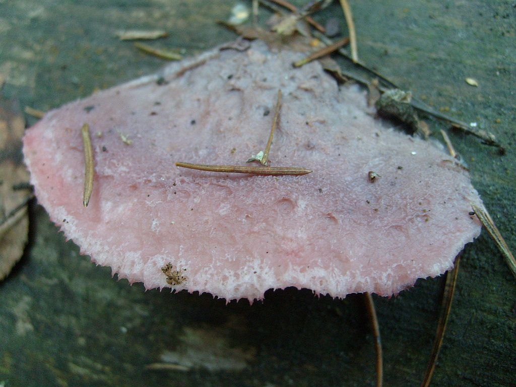 Leptoporus mollis