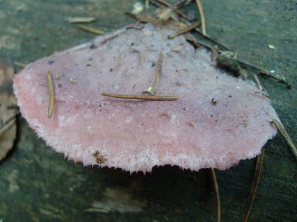 Leptoporus mollis