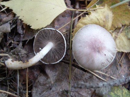 Agaricus semotus