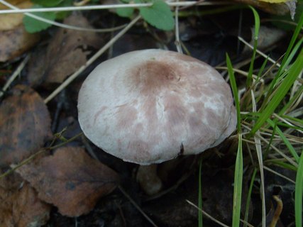 Agaricus semotus
