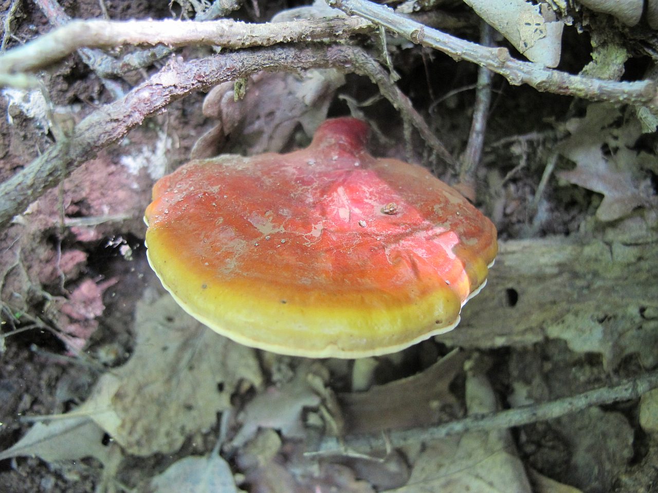 Ganoderma lucidum