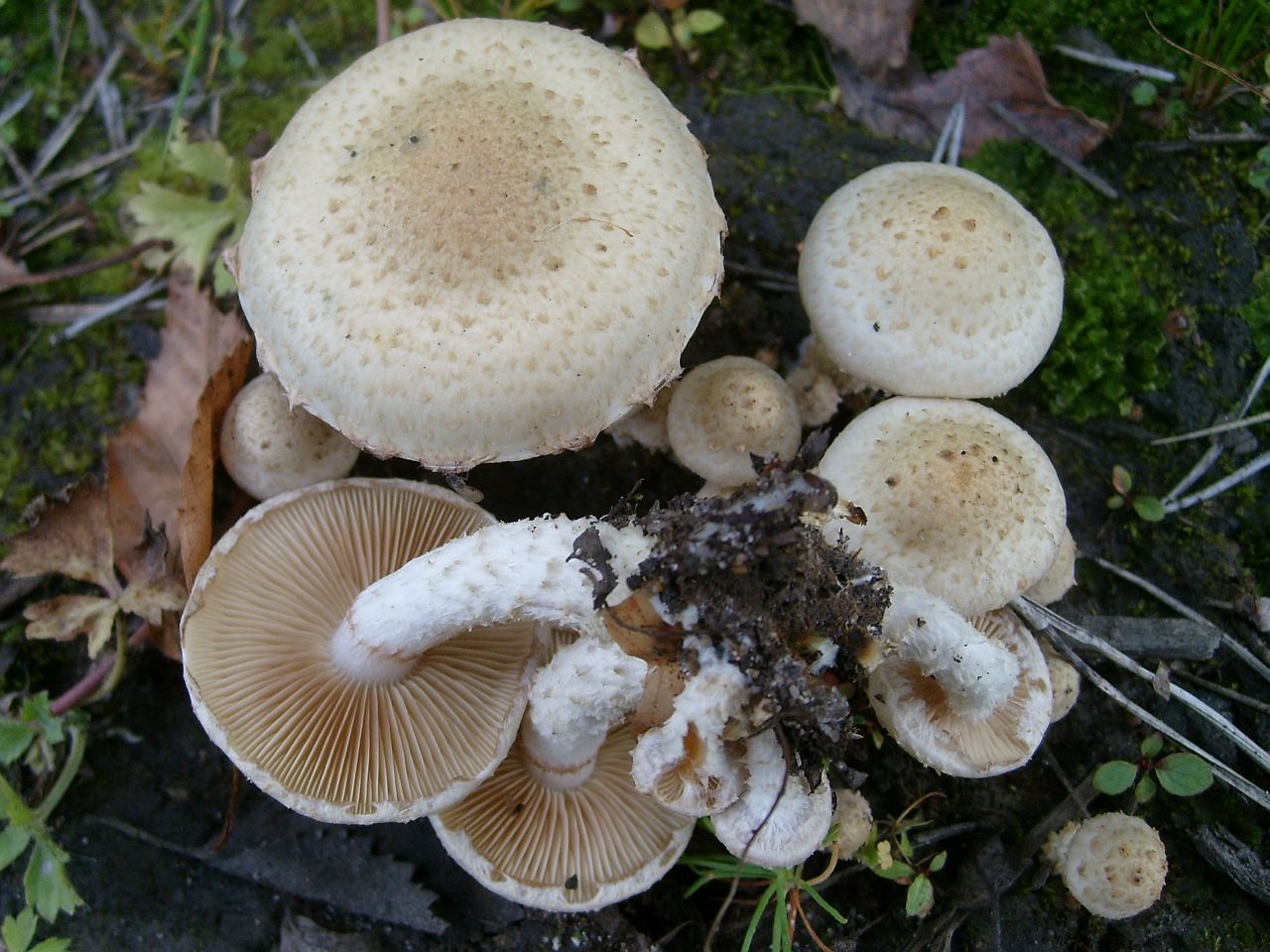 Pholiota gummosa
