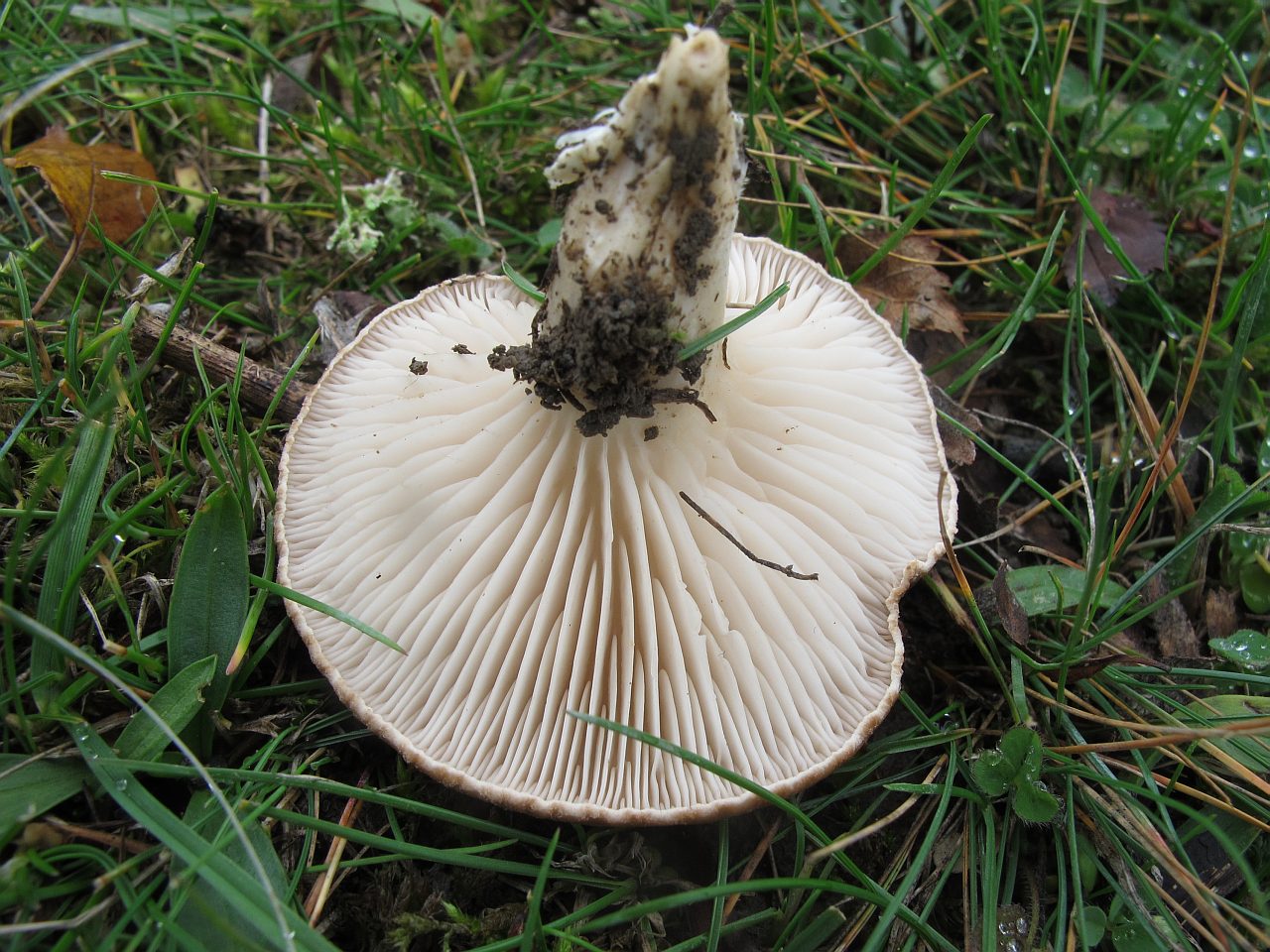 Pleurotus eryngii