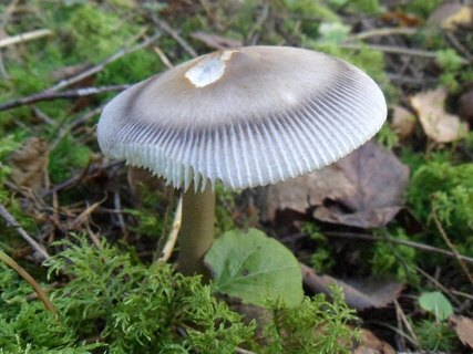 Amanita battarrae