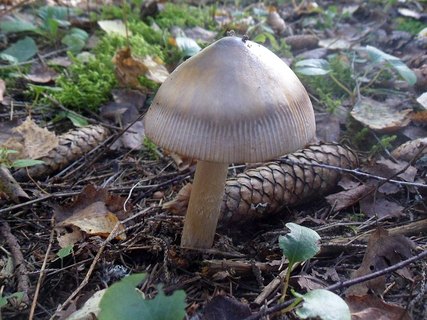 Amanita battarrae