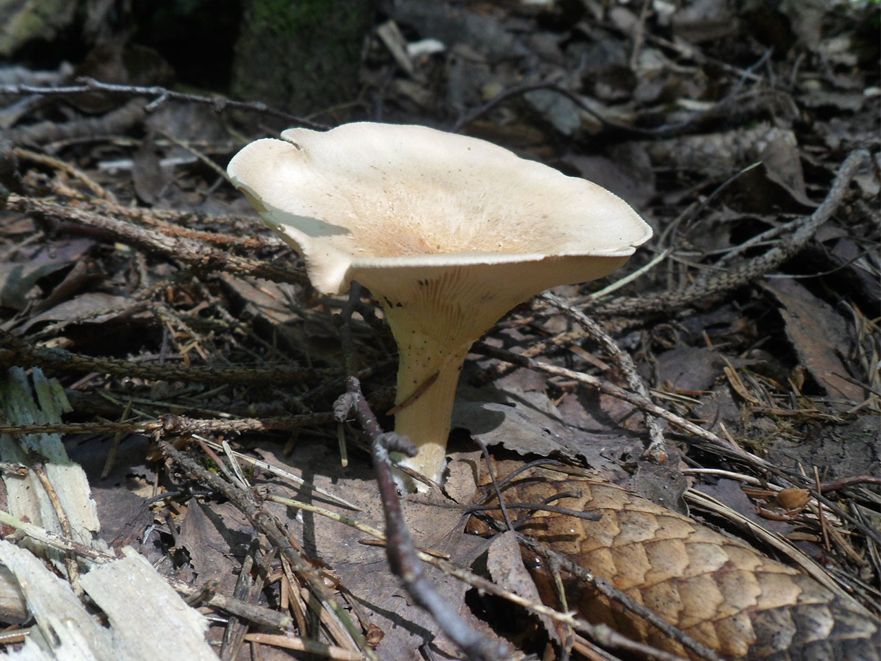 Clitocybe gibba