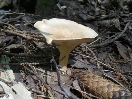 Clitocybe gibba