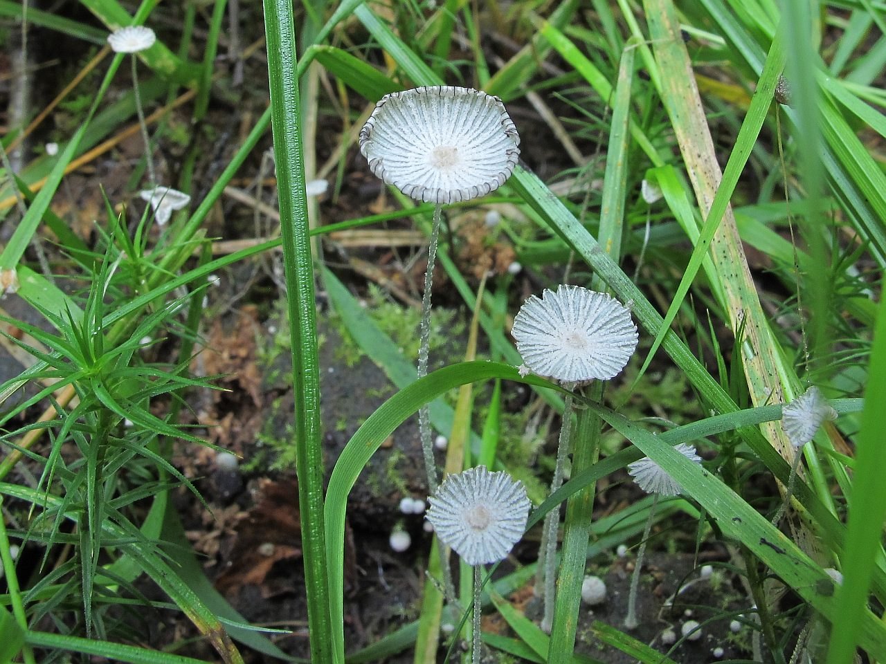 Coprinopsis stercorea