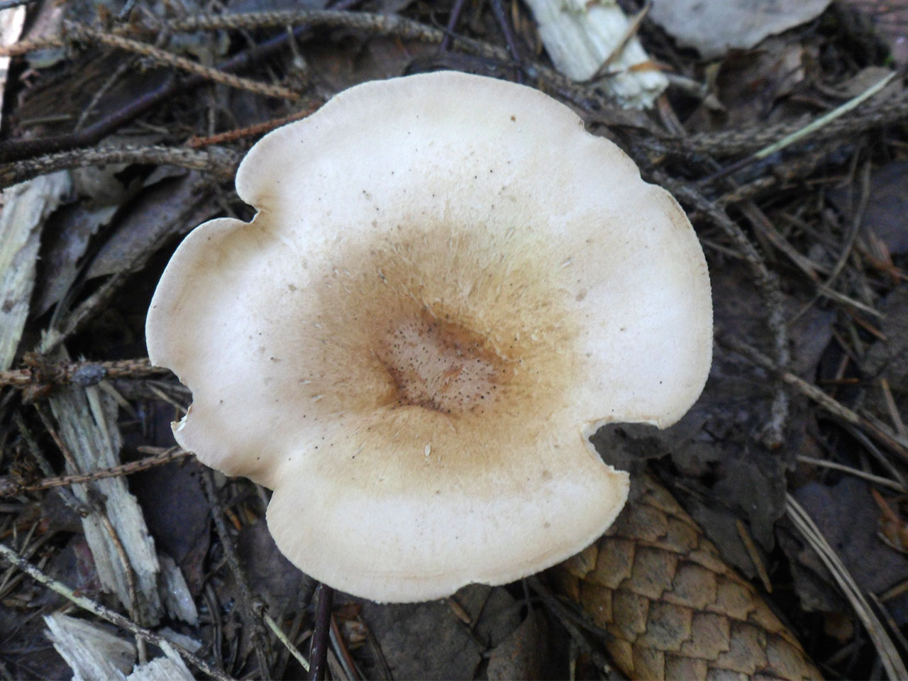 Clitocybe gibba