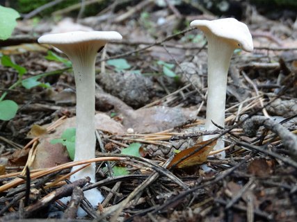 Clitocybe gibba