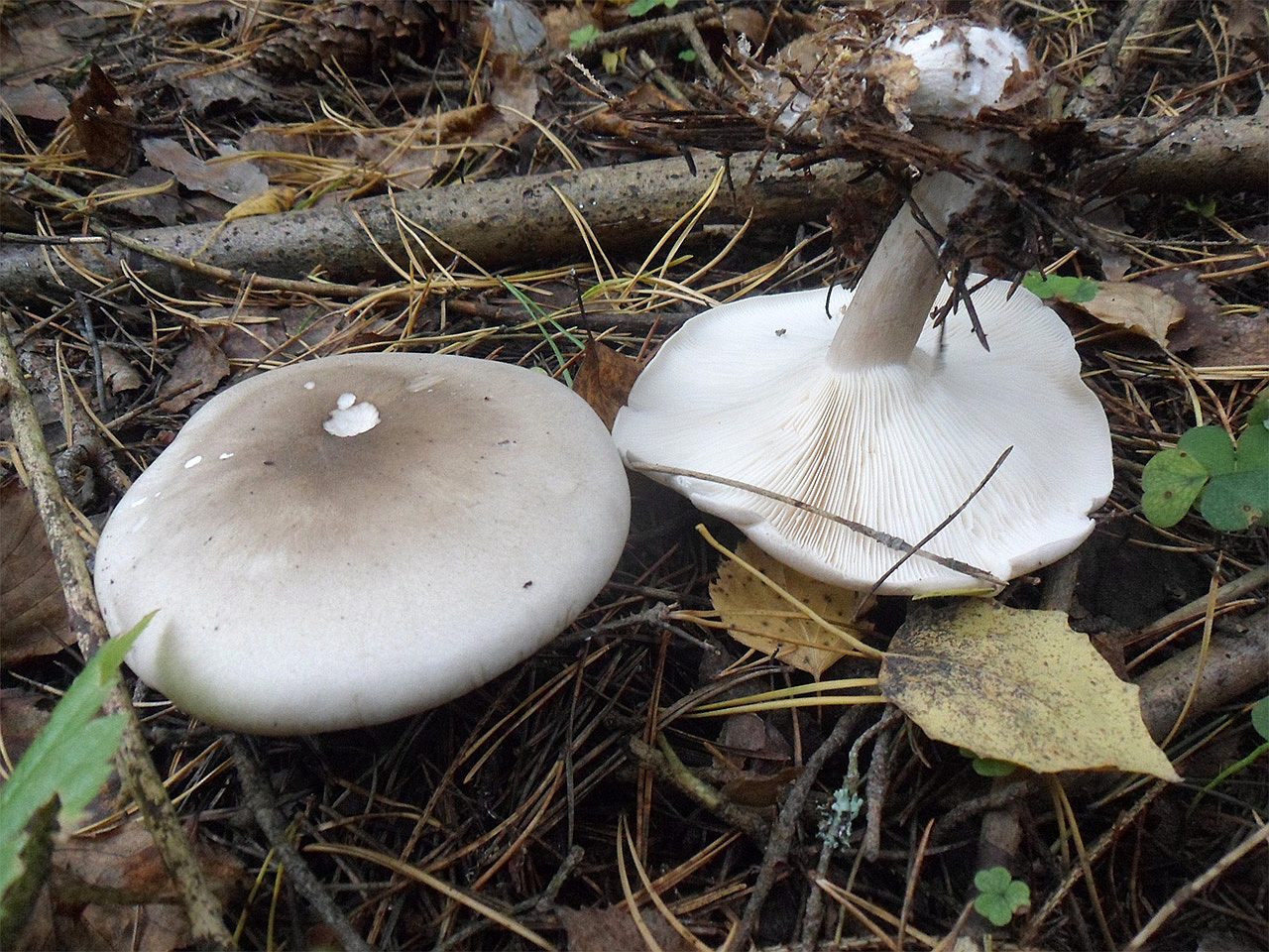 Clitocybe nebularis