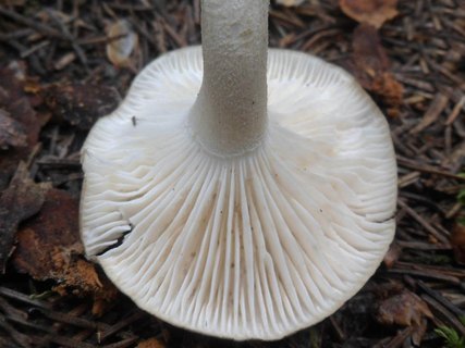 Clitocybe nebularis