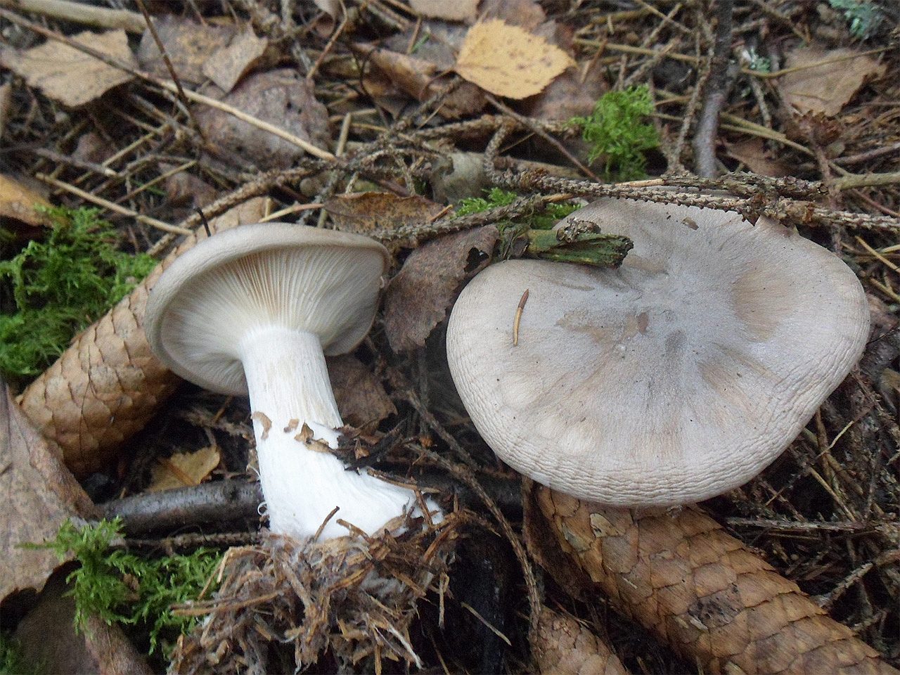 Clitocybe nebularis