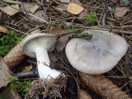 Clitocybe nebularis