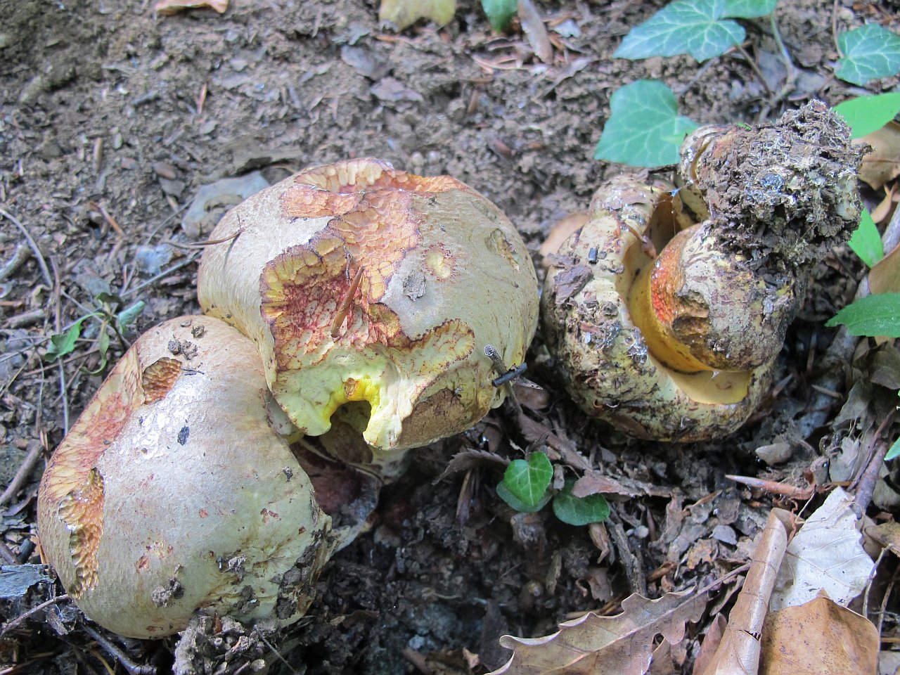 Butyriboletus fechtneri