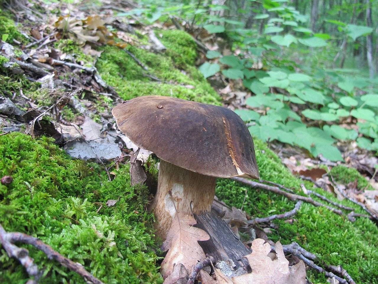 Boletus aereus