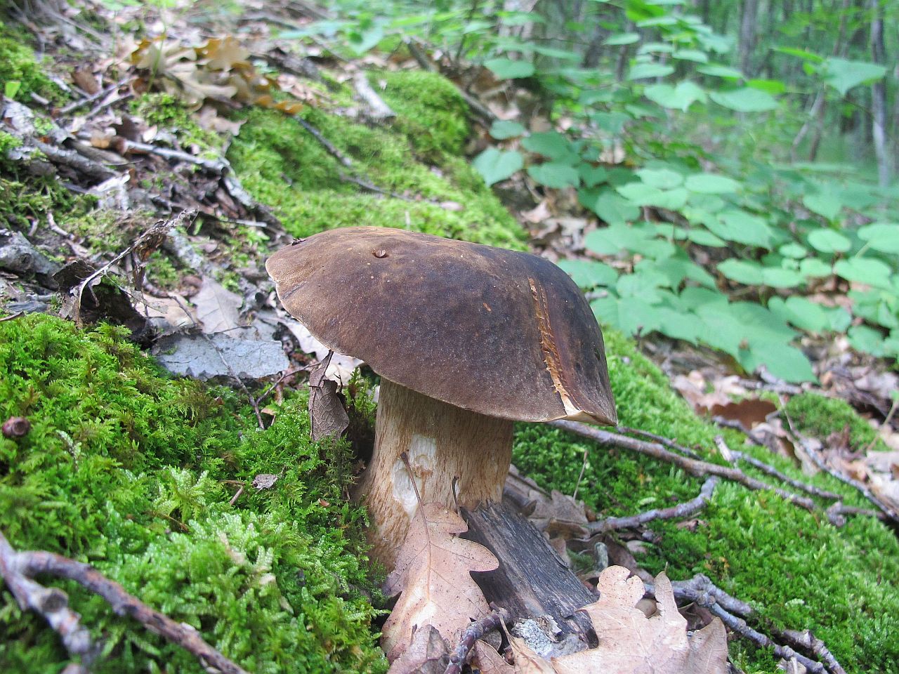 Boletus aereus