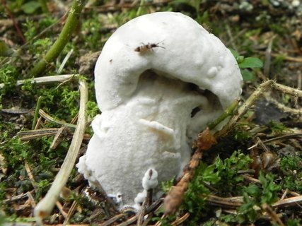 Hypomyces chrysospermus