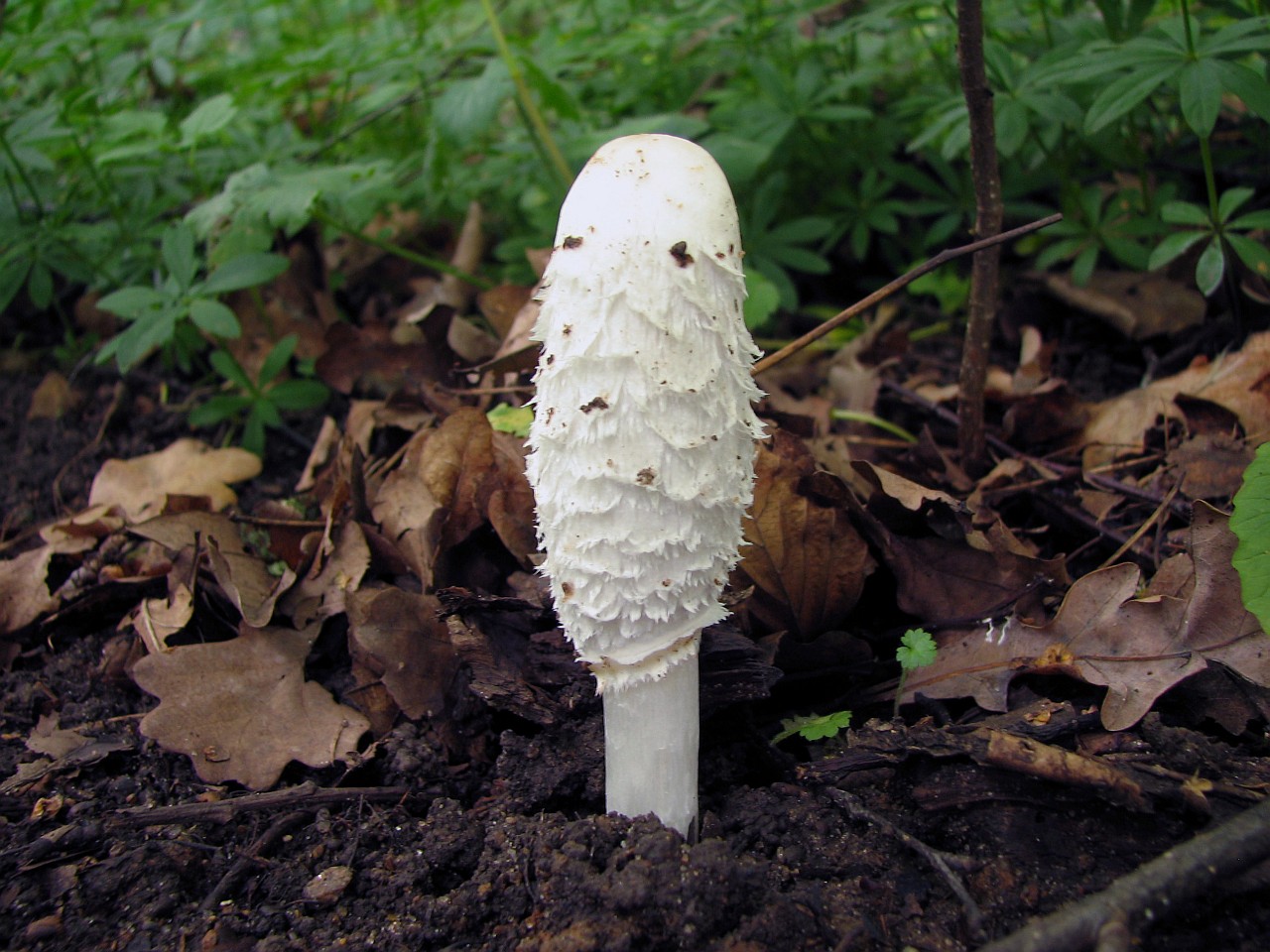 Coprinus comatus