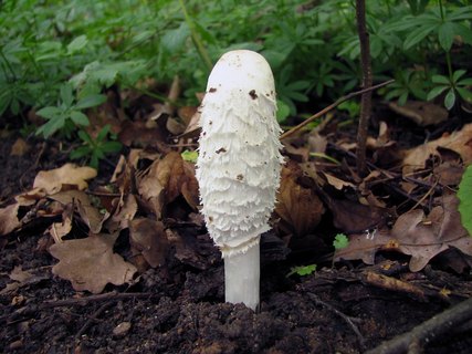 Coprinus comatus