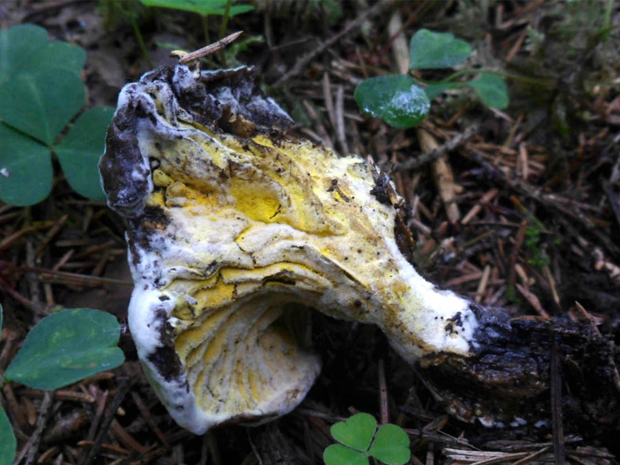 Hypomyces chrysospermus