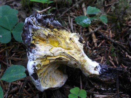 Hypomyces chrysospermus